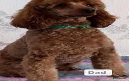 Miniature Poodle dogs for sale: Beautiful red miniature poodle KC Registered  - Image 19