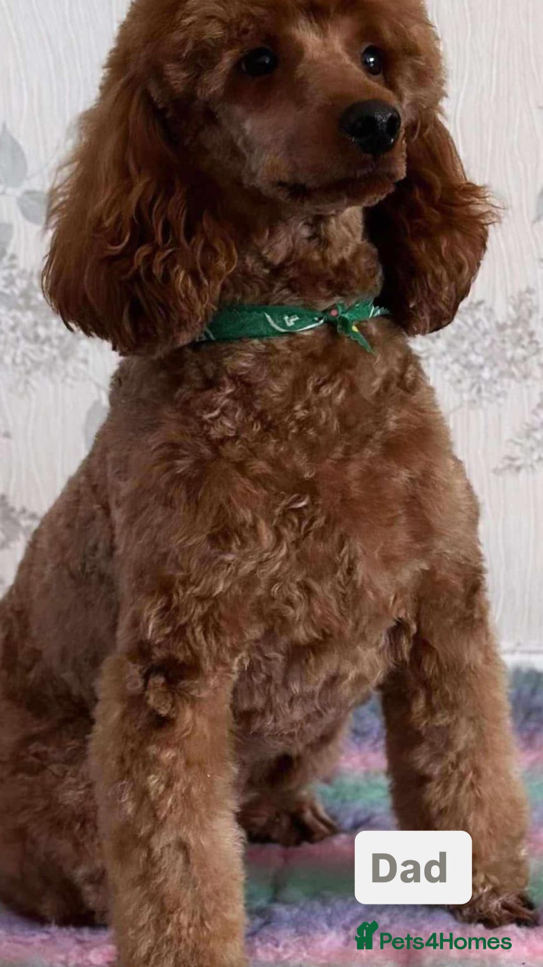 Miniature Poodle dogs for sale: Beautiful red miniature poodle KC Registered  - Image 19