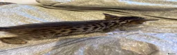 Bengal cats for sale: One boy and three girls  - Advert 24
