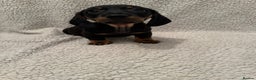 Miniature Dachshund dogs for sale: Miniature dachshund READY NOW - Advert 13