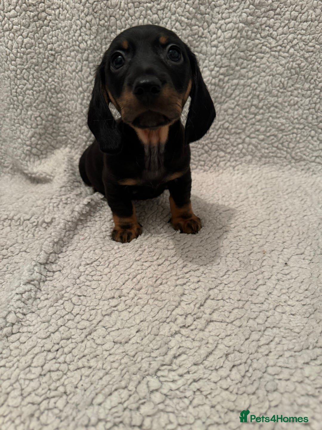 Miniature Dachshund dogs for sale: Miniature dachshund READY NOW - Advert 13