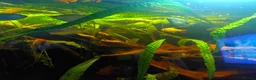 Other/Mixed Breed fish for sale: Very large fish tank with all equipment  - Advert 3