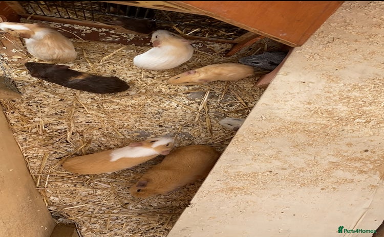 Guinea Pig rodents - Advert 2