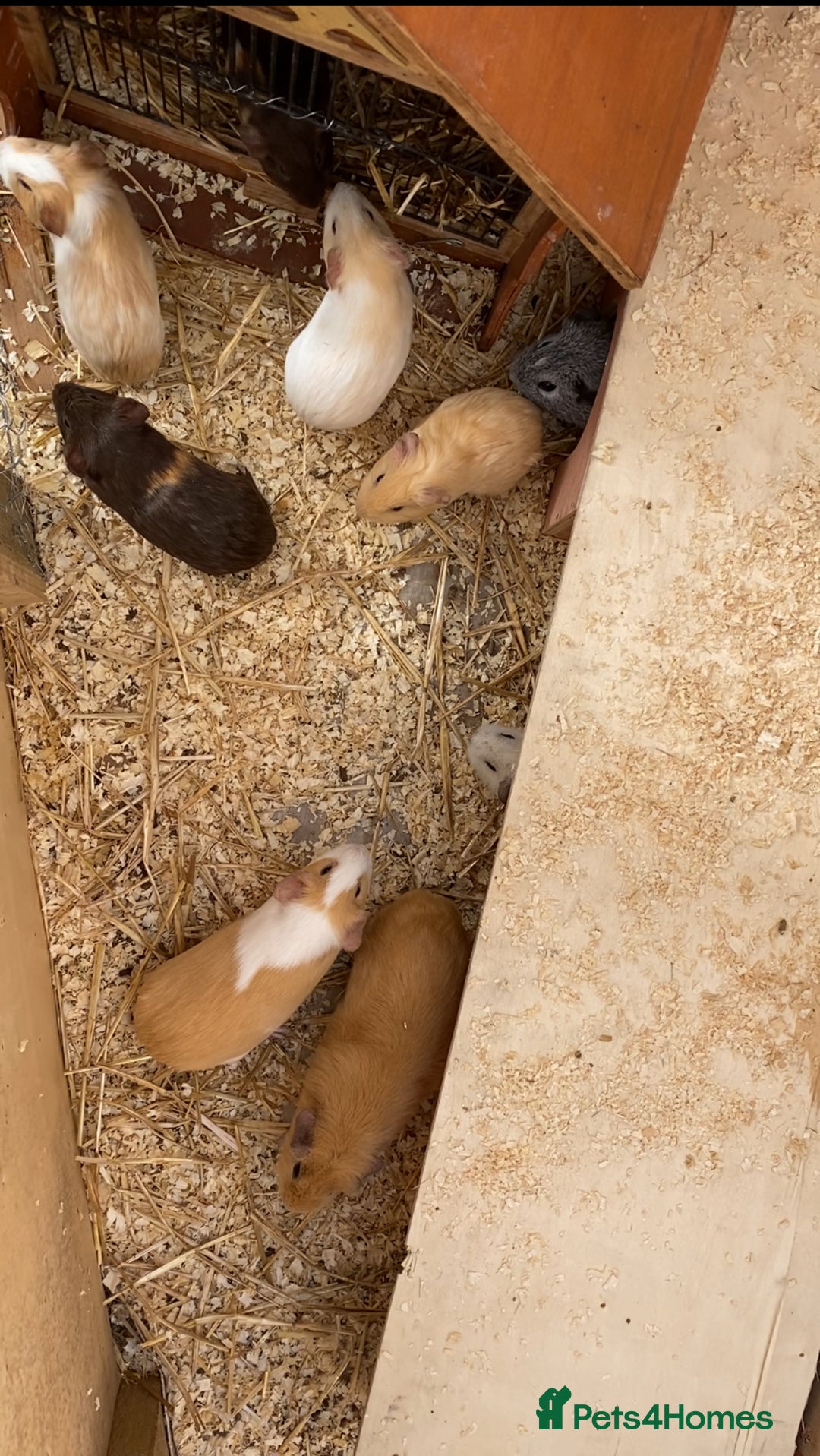 Guinea Pig rodents for sale: Mixed sex little piggies  - Image 1