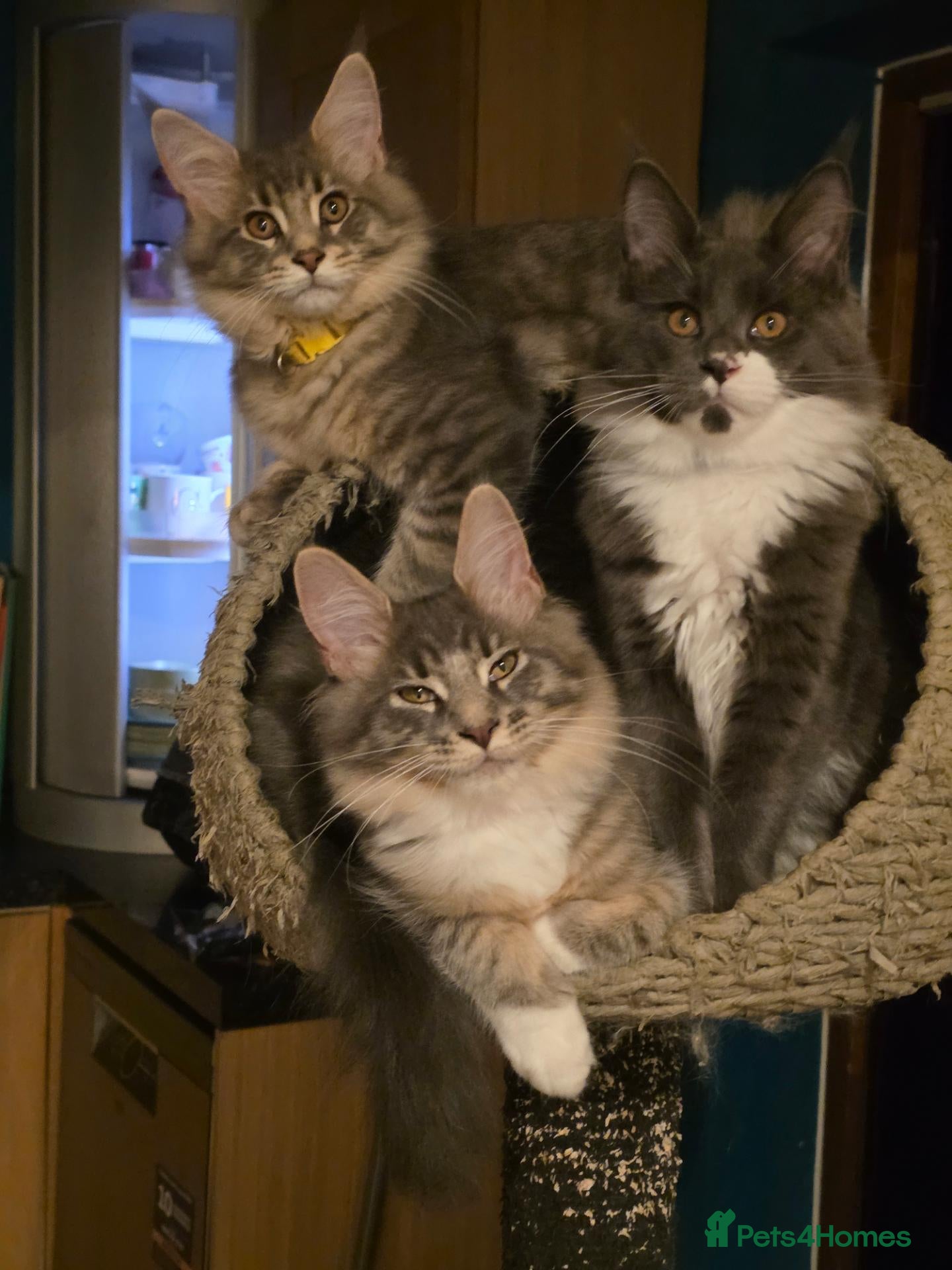 Maine Coon cats ❤️ TICA Registered Maine Coon Kittens Ready Now ❤️ - Advert 1