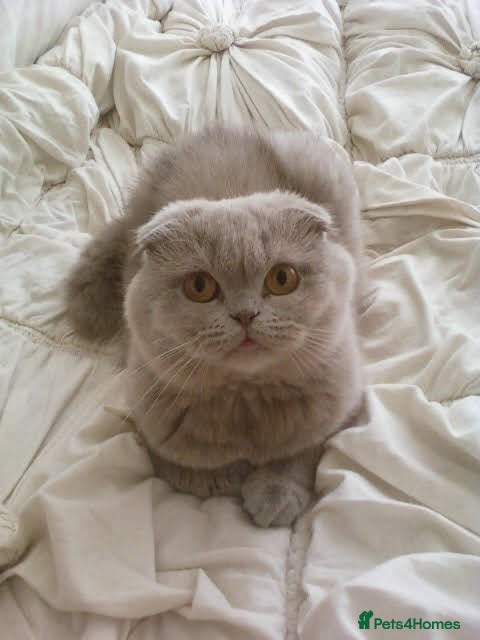 Scottish Fold cats 🐾 Scottish Fold cat, Needs a Home 🏡 😻🐾 - Advert 15