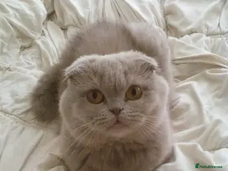 Scottish Fold cats 🐾 Scottish Fold cat, Needs a Home 🏡 😻🐾 - Advert 15