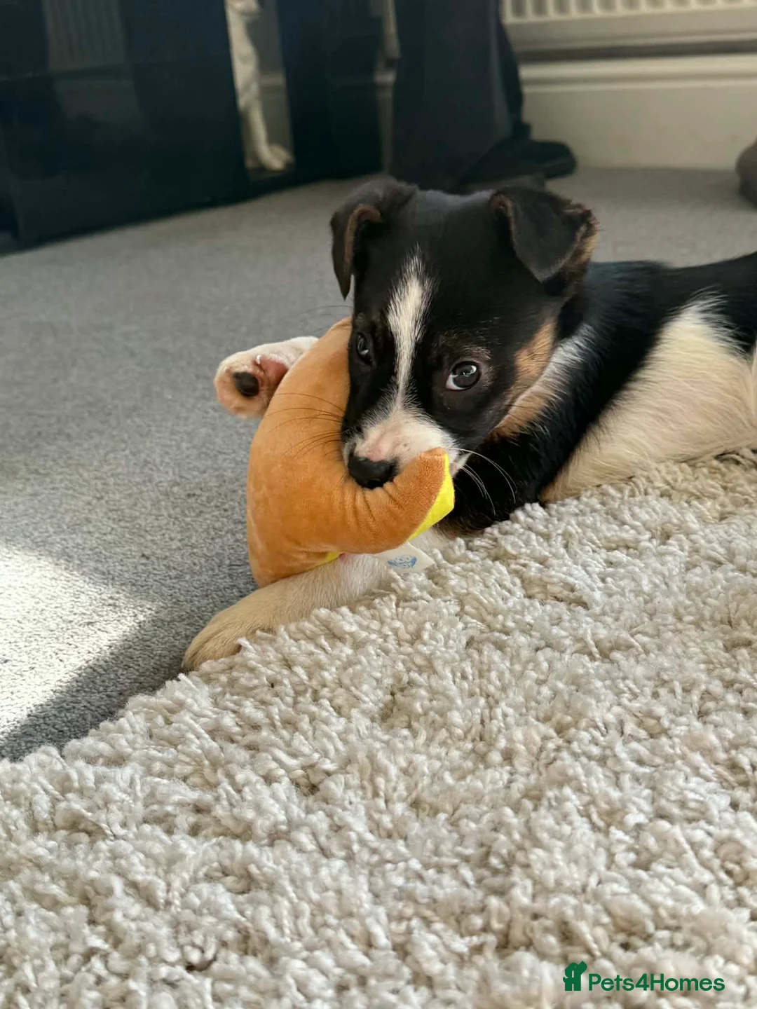 Border Collie dogs for sale: Border collie  in Worthing - Advert 4