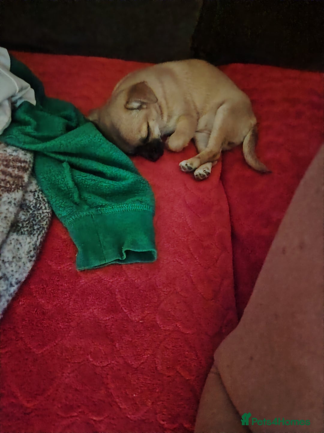 Pomchi dogs for sale: Pomchi girl phoebe  - Advert 8