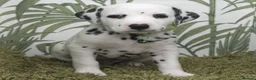 Dalmatian dogs for sale: KC Show Quality Rare LUA Dalmatian Puppies - Advert 7