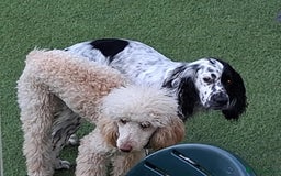 Cockapoo dogs for sale: F1 working cockapoo puppies - Image 28
