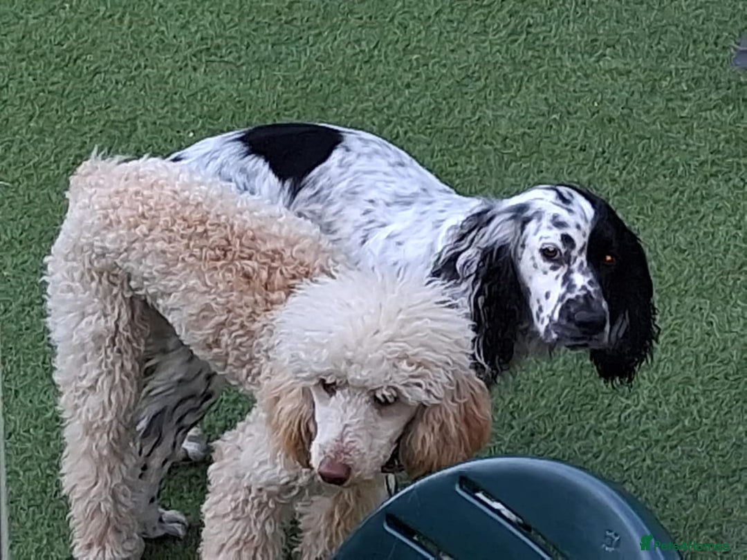Cockapoo dogs for sale: F1 working cockapoo puppies - Image 28