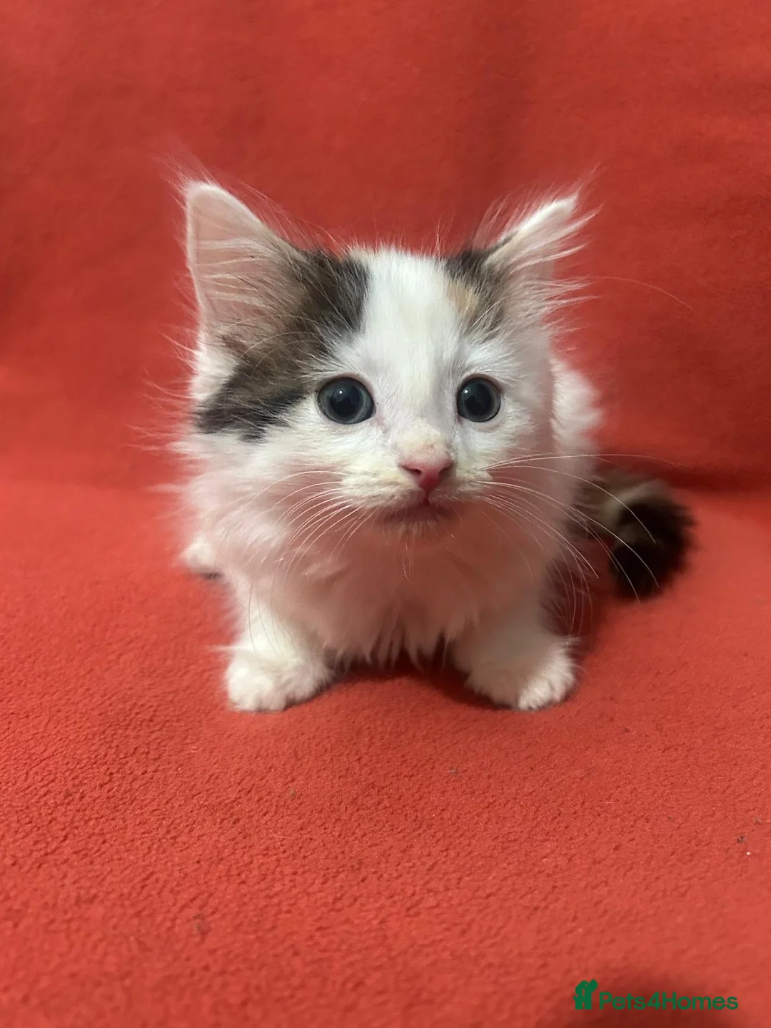 RagaMuffin cats for sale: Kittens for sale  - Advert 22