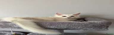 Kiya