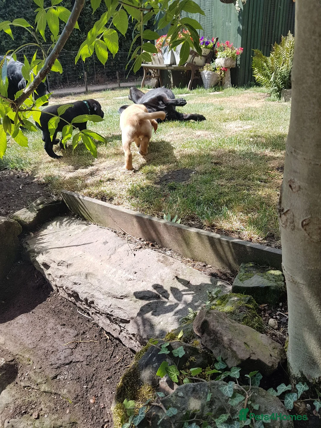Labrador Retriever dogs for sale: Excellent KC Registered Labrador puppies  - Advert 7