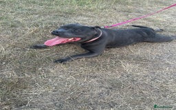 Staffordshire Bull Terrier dogs for sale: KC reg blue staffordshire bull terrier - Image 3