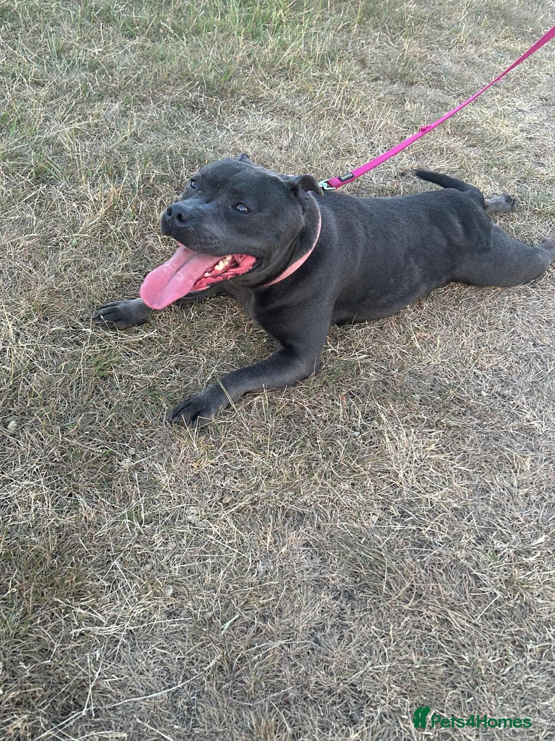 Staffordshire Bull Terrier dogs for sale: KC reg blue staffordshire bull terrier - Image 3