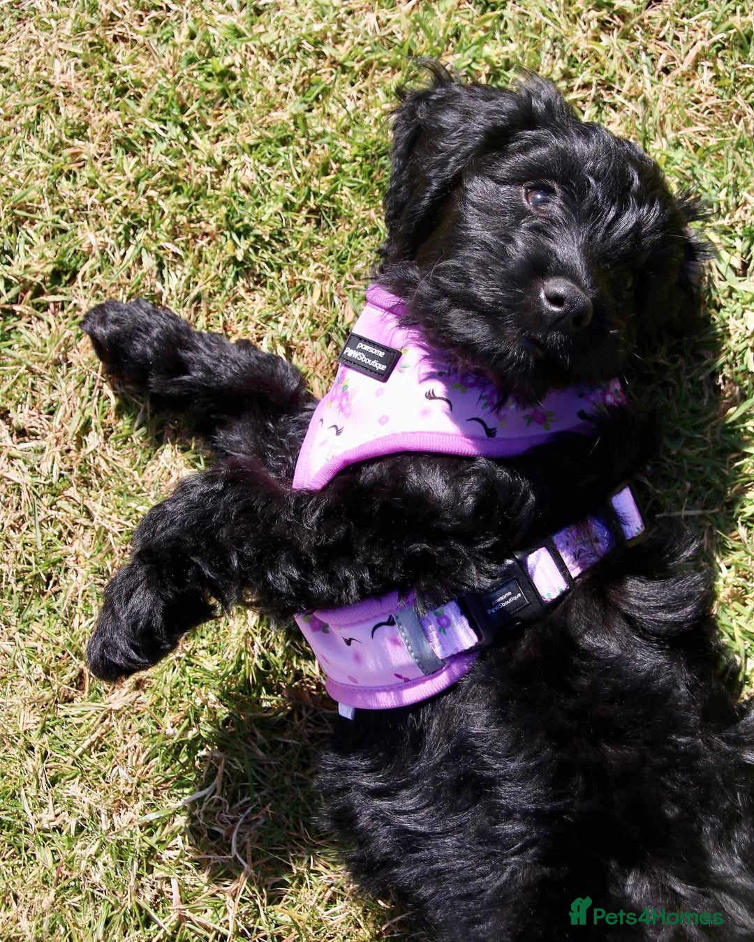 Cockapoo dogs for sale: Beautiful 7Month-Old Cockapoo Mia - Advert 4