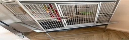 Parrots birds for sale: Amazon Yellow-Headed Parrot in Oldham - Advert 6