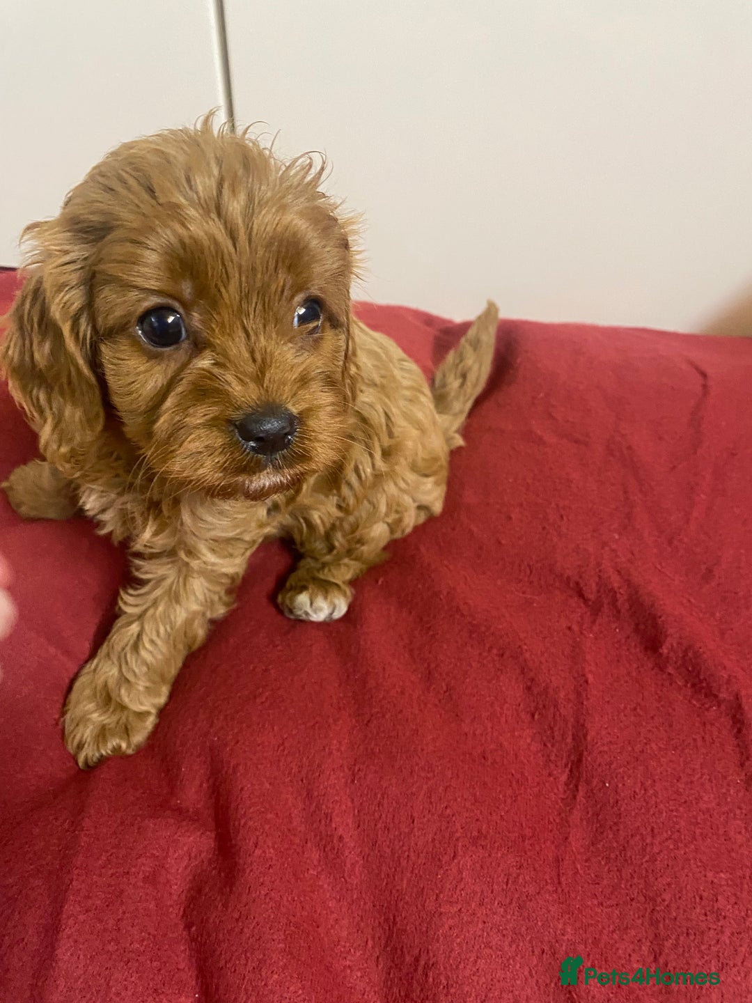 Cavapoo dogs for sale: Cavapoo for sale - Advert 7