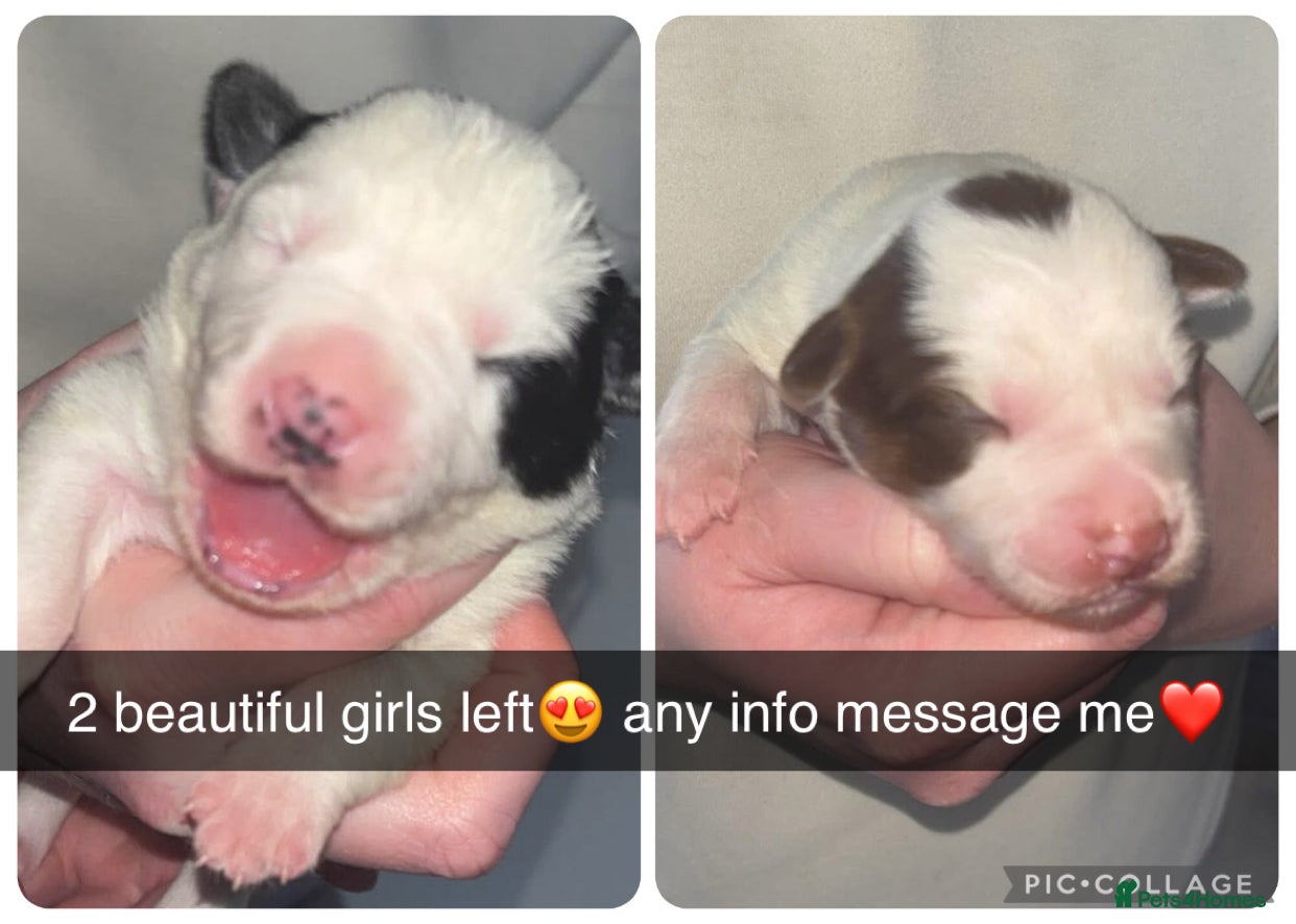 Border Collie dogs Border collie pups - Advert 4