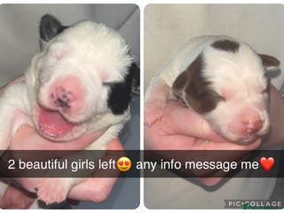 Border Collie dogs Border collie pups - Advert 4