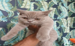Brazilian Shorthair cats for sale: 2 British Shorthair Brothers  - Image 2