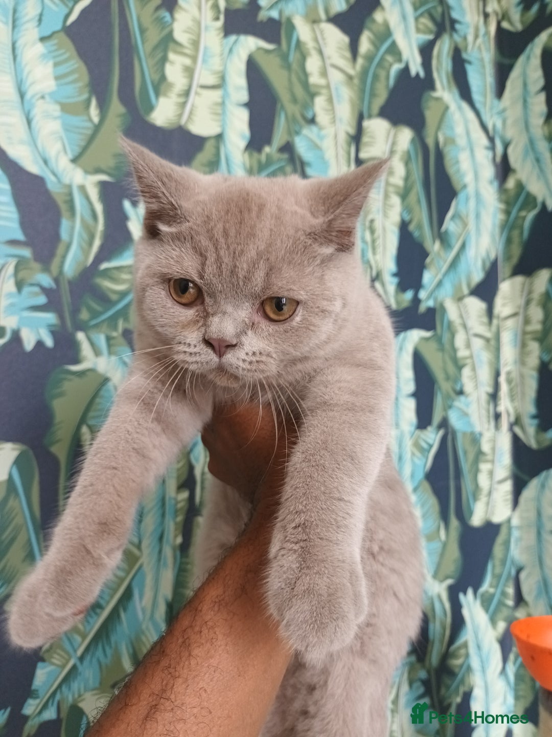 Brazilian Shorthair cats for sale: 2 British Shorthair Brothers  - Image 2