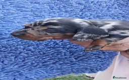Dachshund dogs for sale: 3 Stunning boy puppies for sale - Image 10