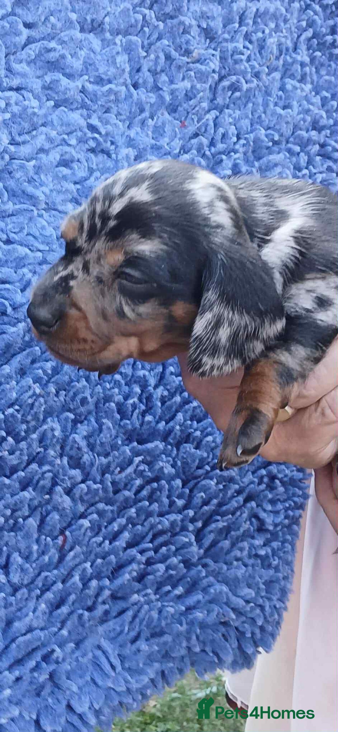 Dachshund dogs for sale: 3 Stunning boy puppies for sale - Image 10