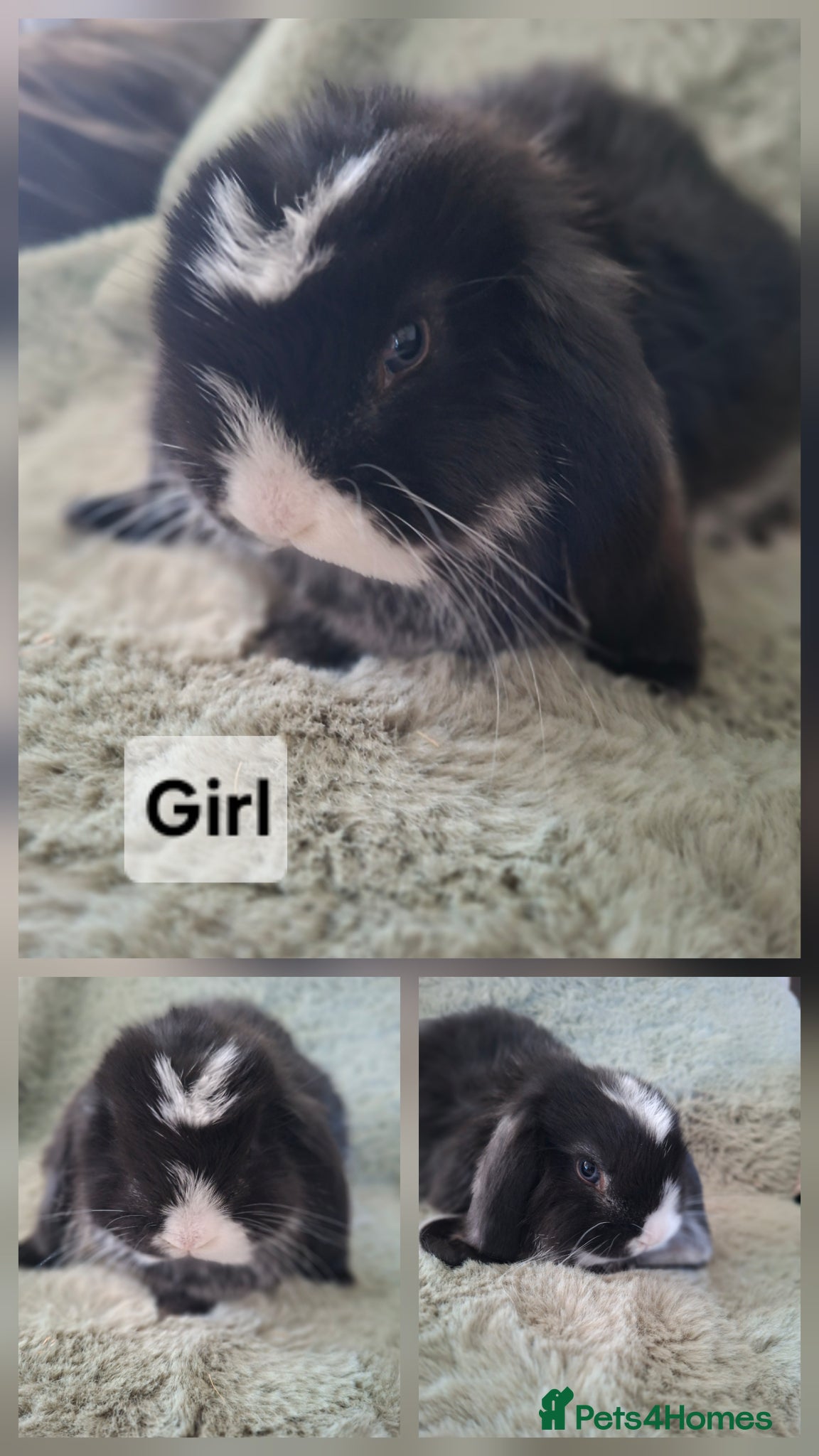 French Lop rabbits (Not 4mths old) french lop baby girls - Advert 2