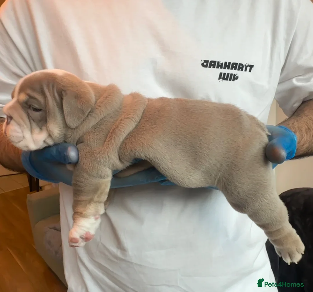 English Bulldog dogs for sale: Gorgeous Lilac English Bulldog Puppy - Advert 16
