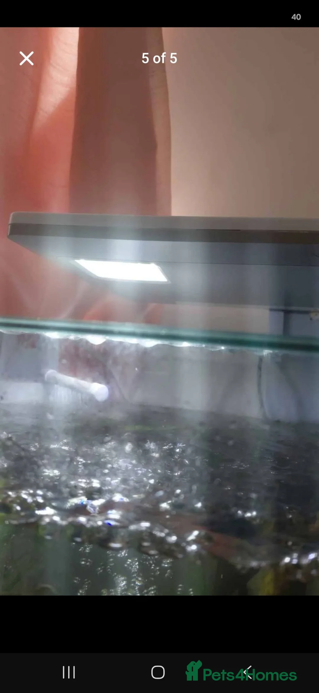 Rainbow Fish fish for sale: Superfish fishtank and fish - Advert 4