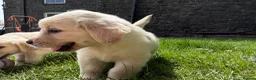 Golden Retriever dogs for sale: FULLY VACCINATED KC REG GOLDEN RETRIEVERS - Advert 5