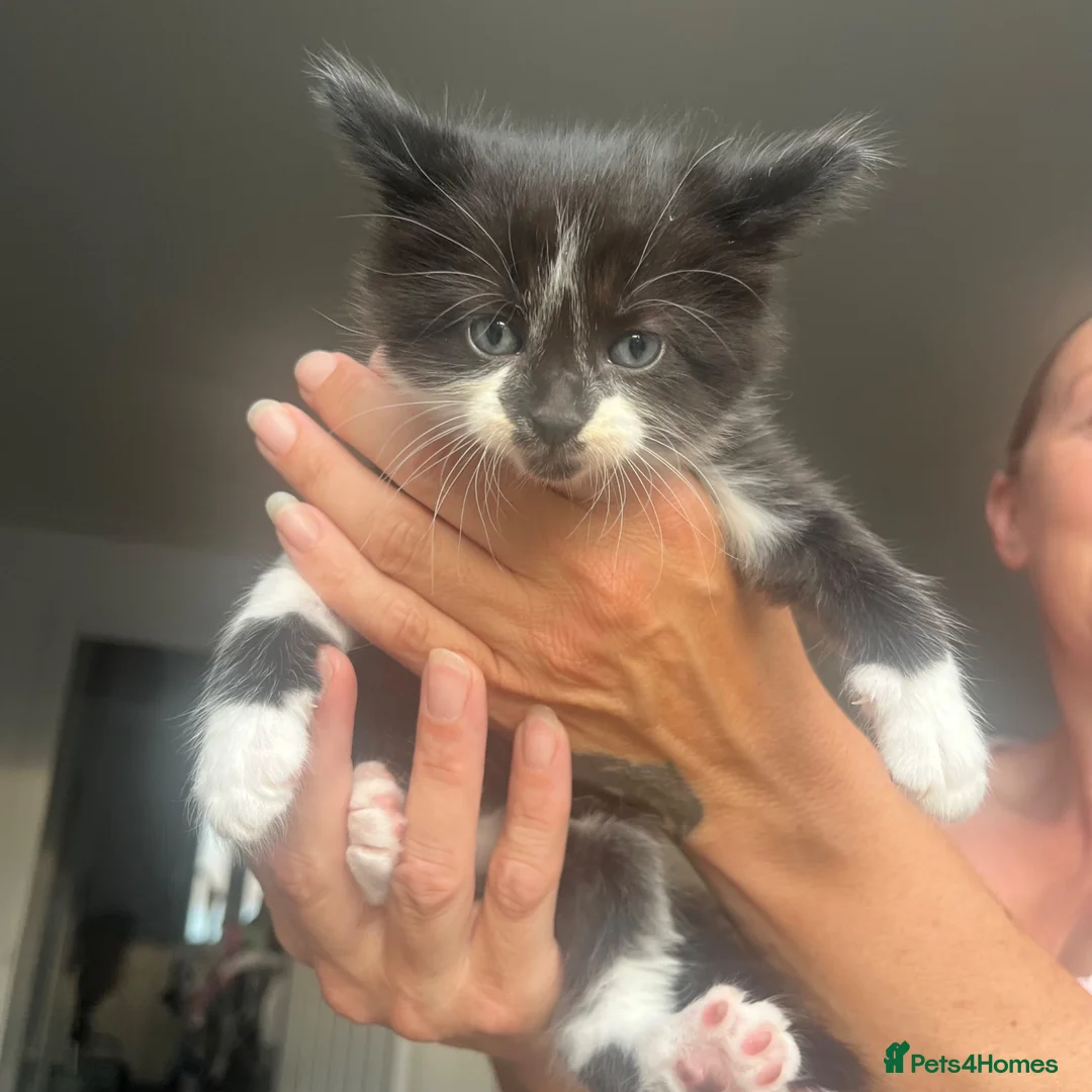 Maine Coon cats for sale: Gorgeous boys looking for their forever homes - Advert 2