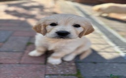 Golden Retriever dogs for sale: Beautiful pedigree golden retriver pups in Fareham - Image 1