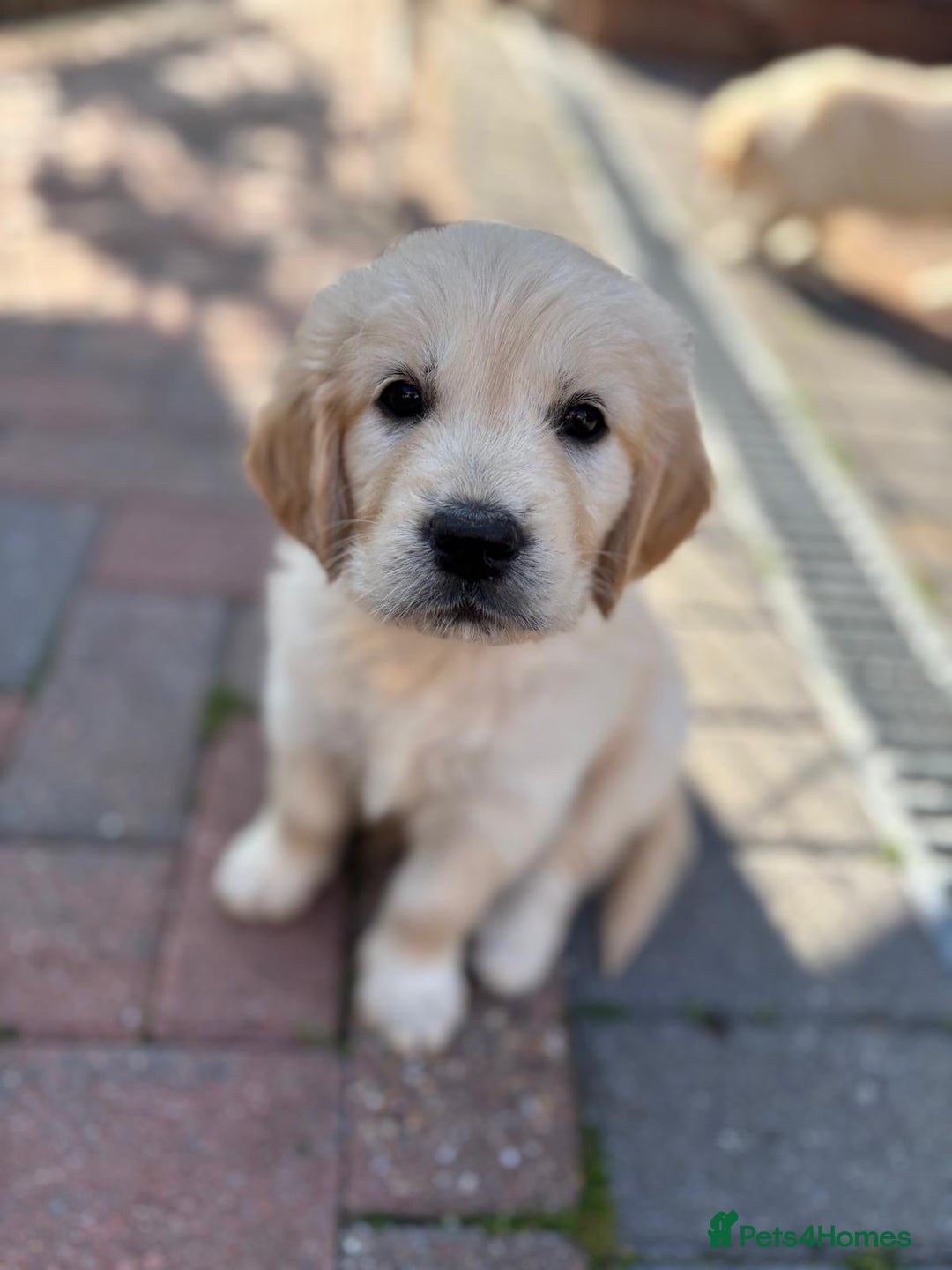 Golden Retriever dogs for sale: Beautiful pedigree golden retriver pups in Fareham - Image 1