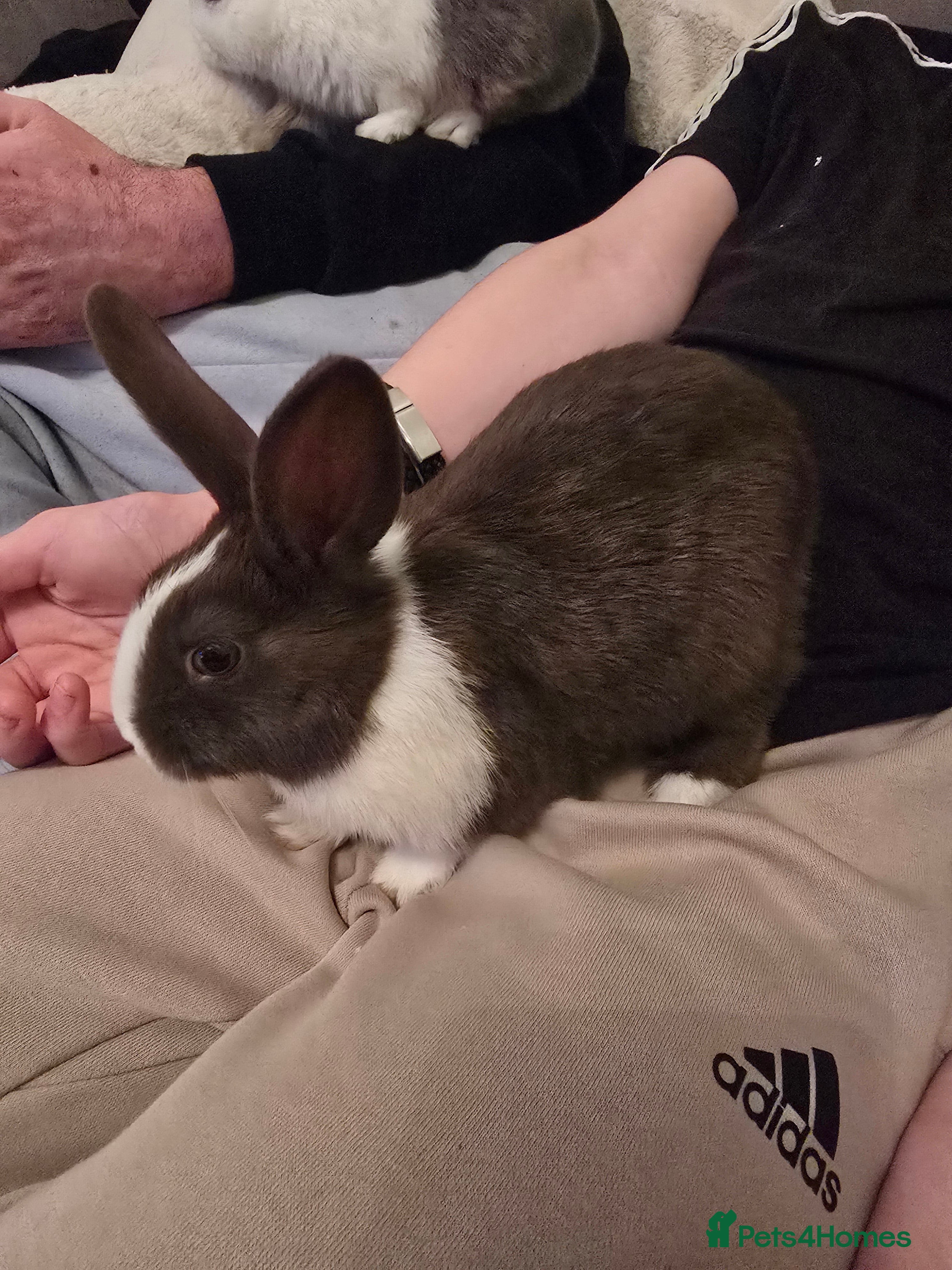 Dutch rabbits 3 female bunnies looking for forever home. - Advert 4