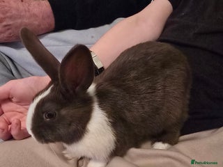 Dutch rabbits 3 female bunnies looking for forever home. - Advert 10