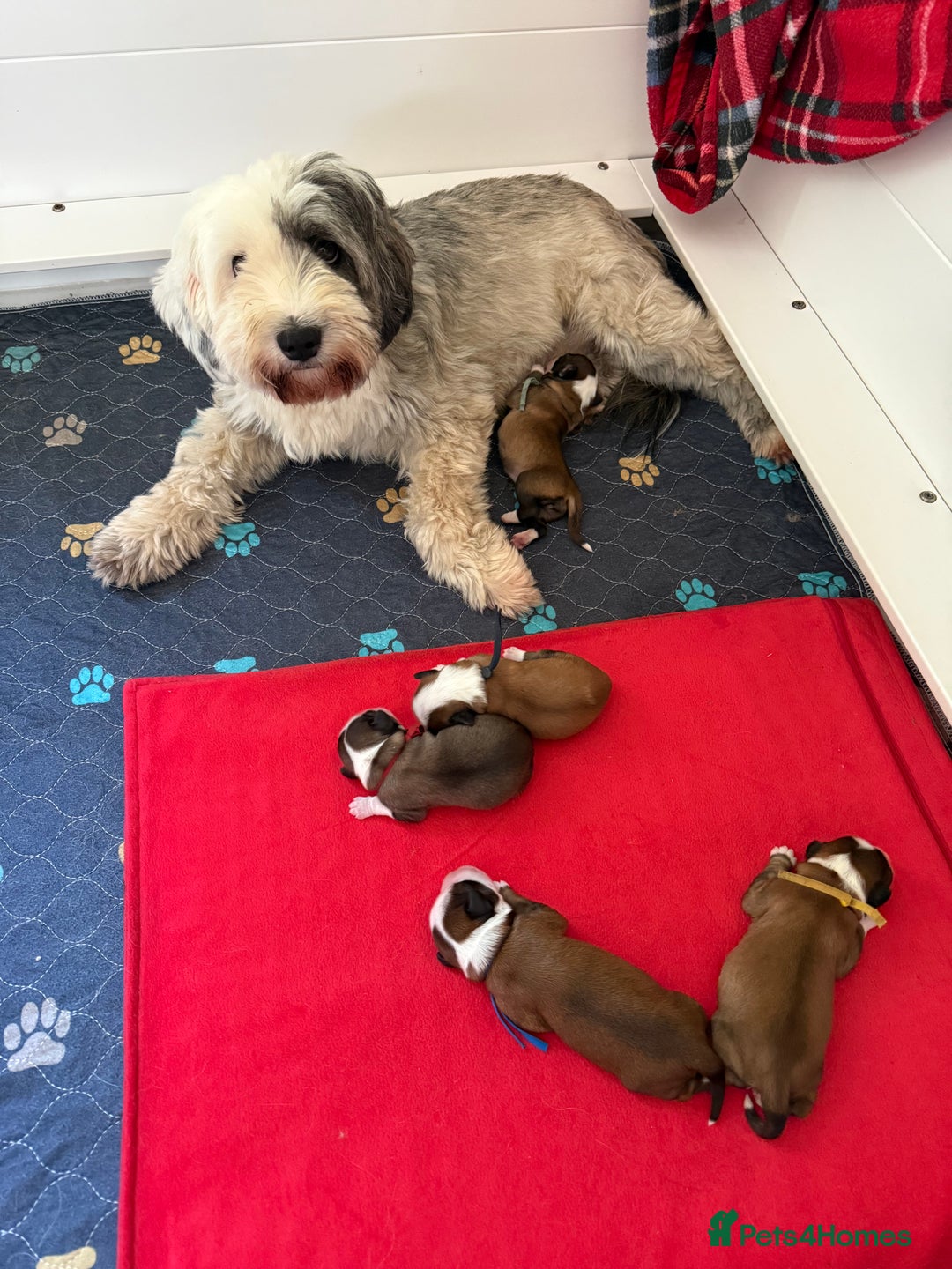 Tibetan Terrier dogs for sale: Gold Sable & White Tibetan Terrier Girl - Image 9