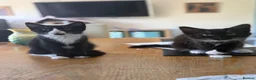 Domestic Shorthair cats for sale: Two little black and white girls - Advert 1