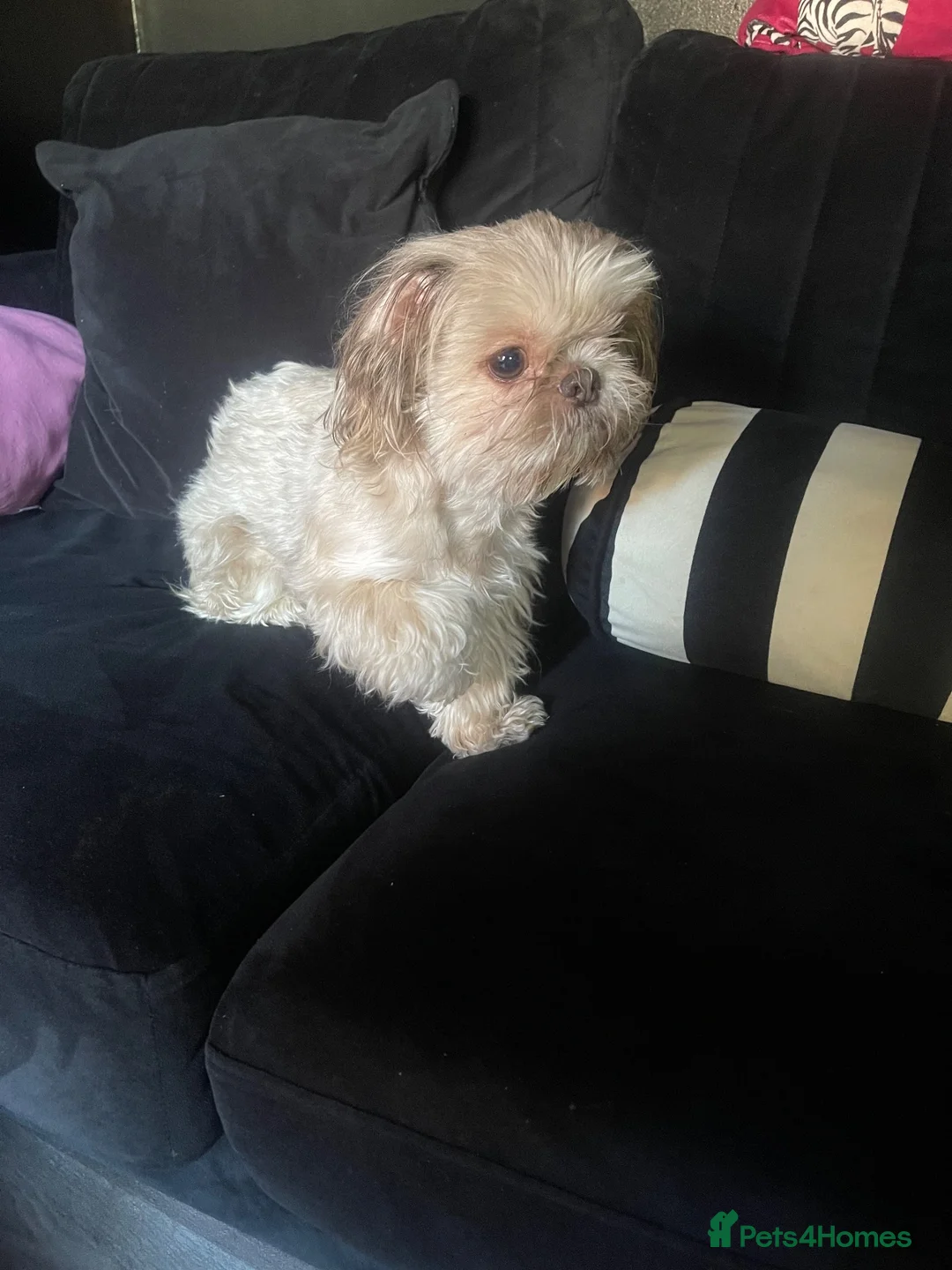 Shih Tzu dogs for sale: Beautiful Bunny - Advert 4