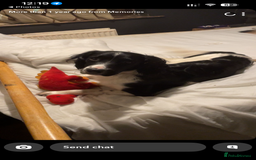 English Springer Spaniel dogs for sale: Male English springer spaniel - Image 4