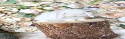 Mini Lop rabbits for sale: MINI LOPS | PEDIGREE  - Advert 6
