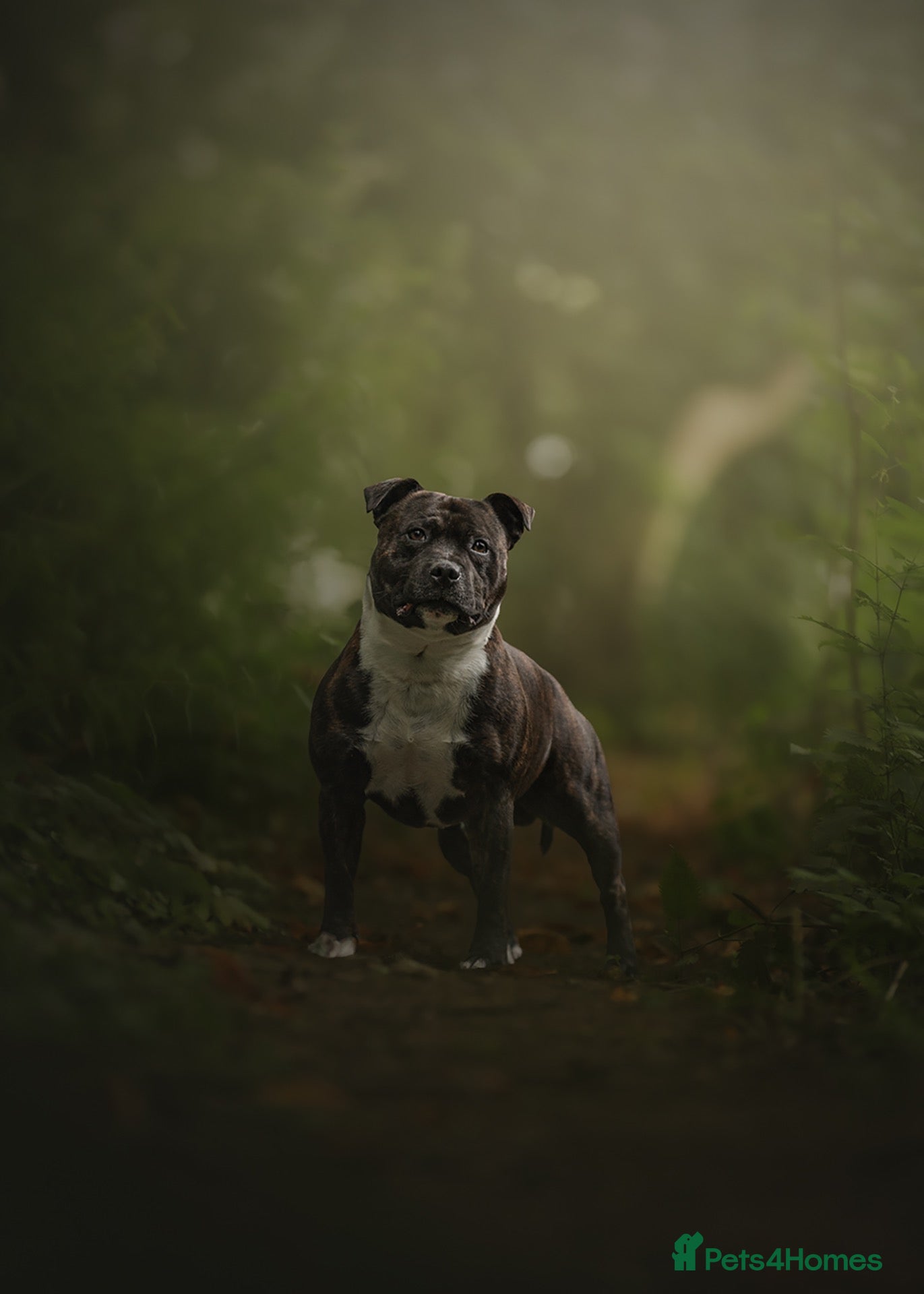 Staffordshire Bull Terrier dogs KC Registered BrindleStaffordshireBullTerrier Stud - Advert 1