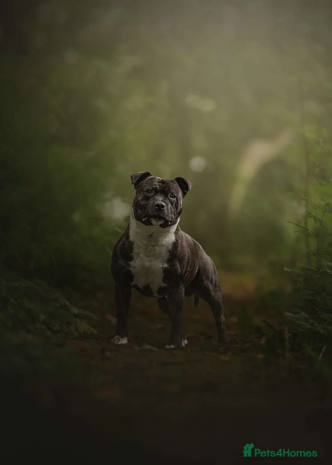 Staffordshire Bull Terrier dogs for stud: KC Registered BrindleStaffordshireBullTerrier Stud in Cleator Moor - Advert 1