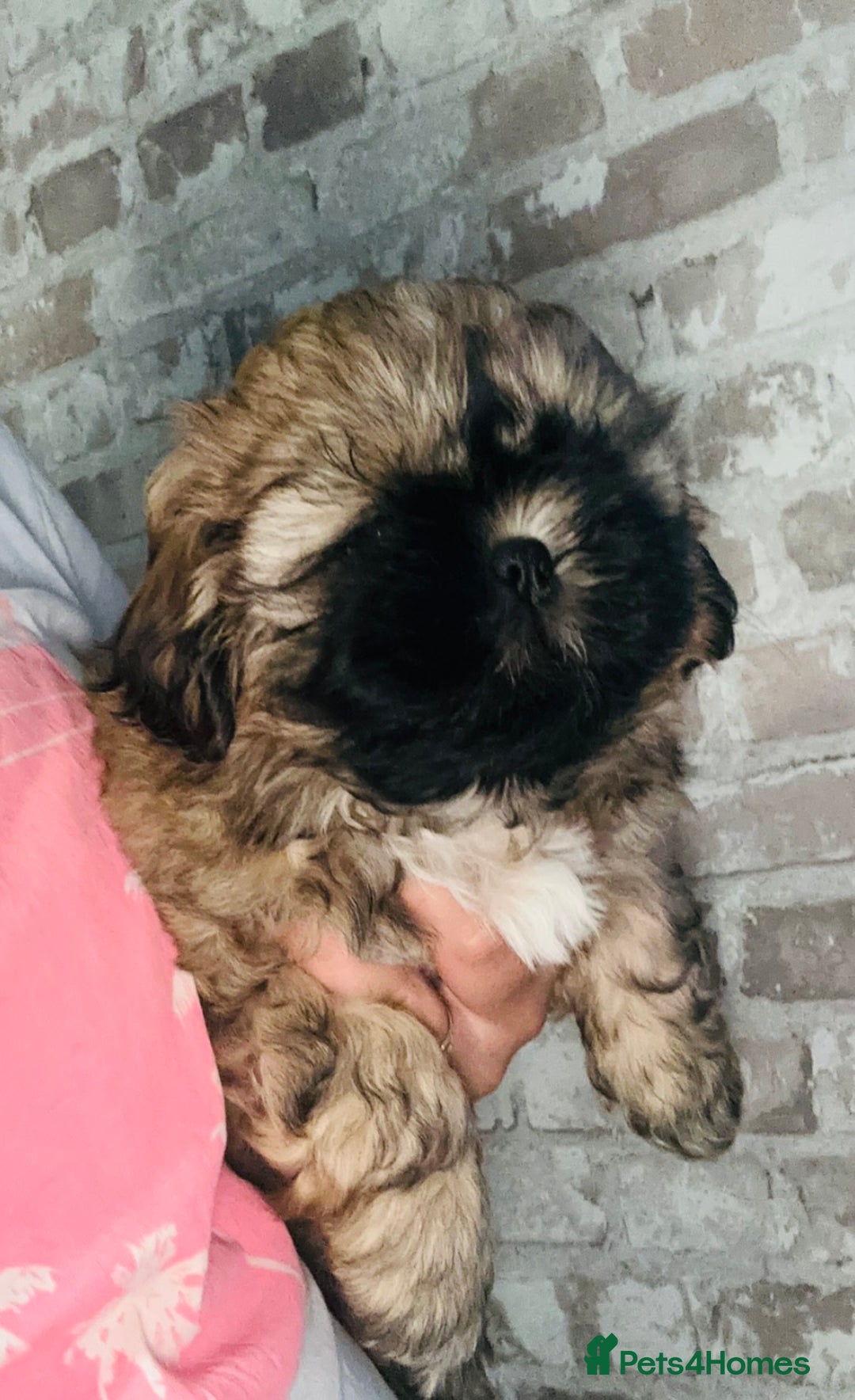 Shih Tzu dogs for sale: Shihtzu  - Image 1