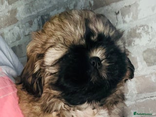 Shih Tzu dogs - Advert 9