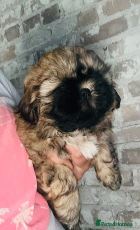 Shih Tzu dogs - Advert 1