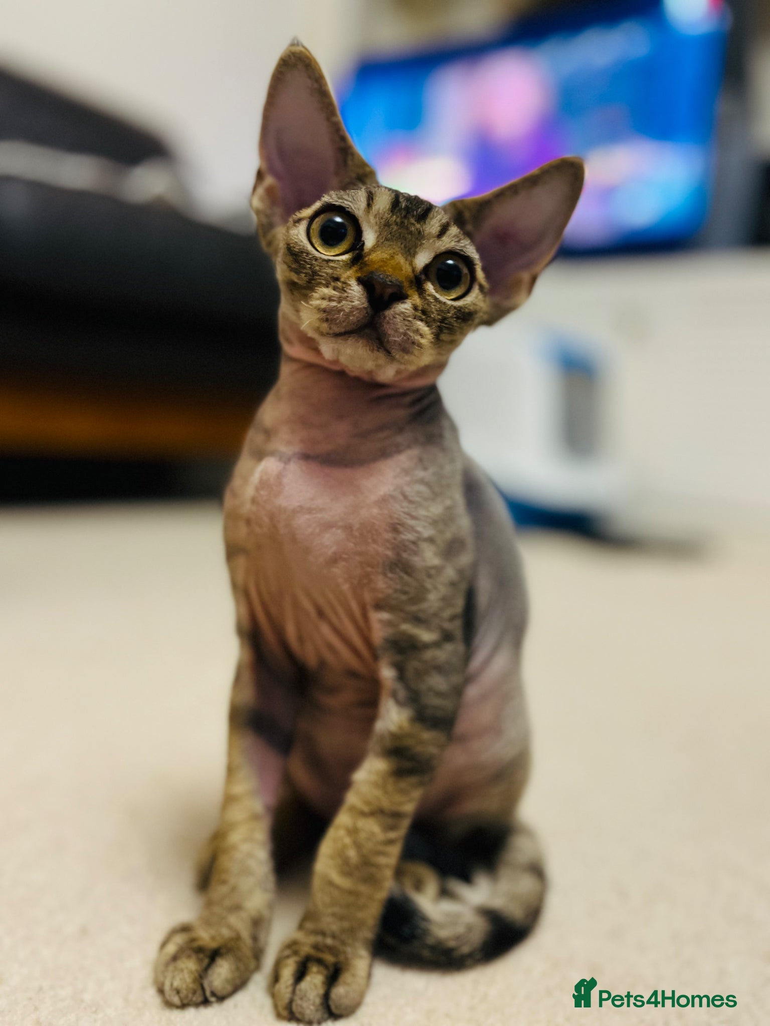Devon Rex cats for sale: Lovely Devon Rex Kitten is looking for parents  - Advert 3